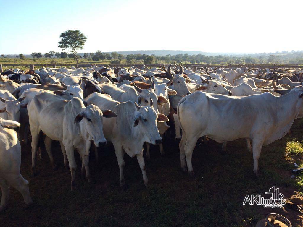 Fazenda à venda, 75000000M2 - Foto 1