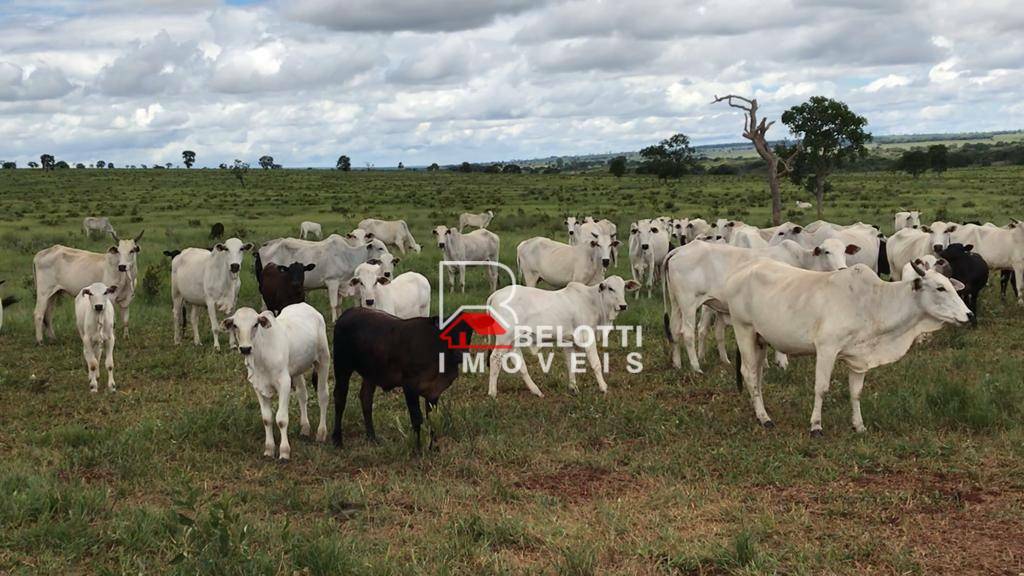 Fazenda-Sítio-Chácara, 2674 hectares - Foto 1