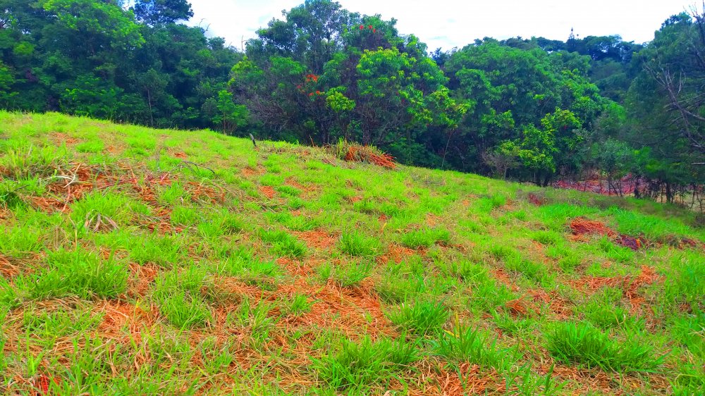 Terreno à venda, 1300m² - Foto 2