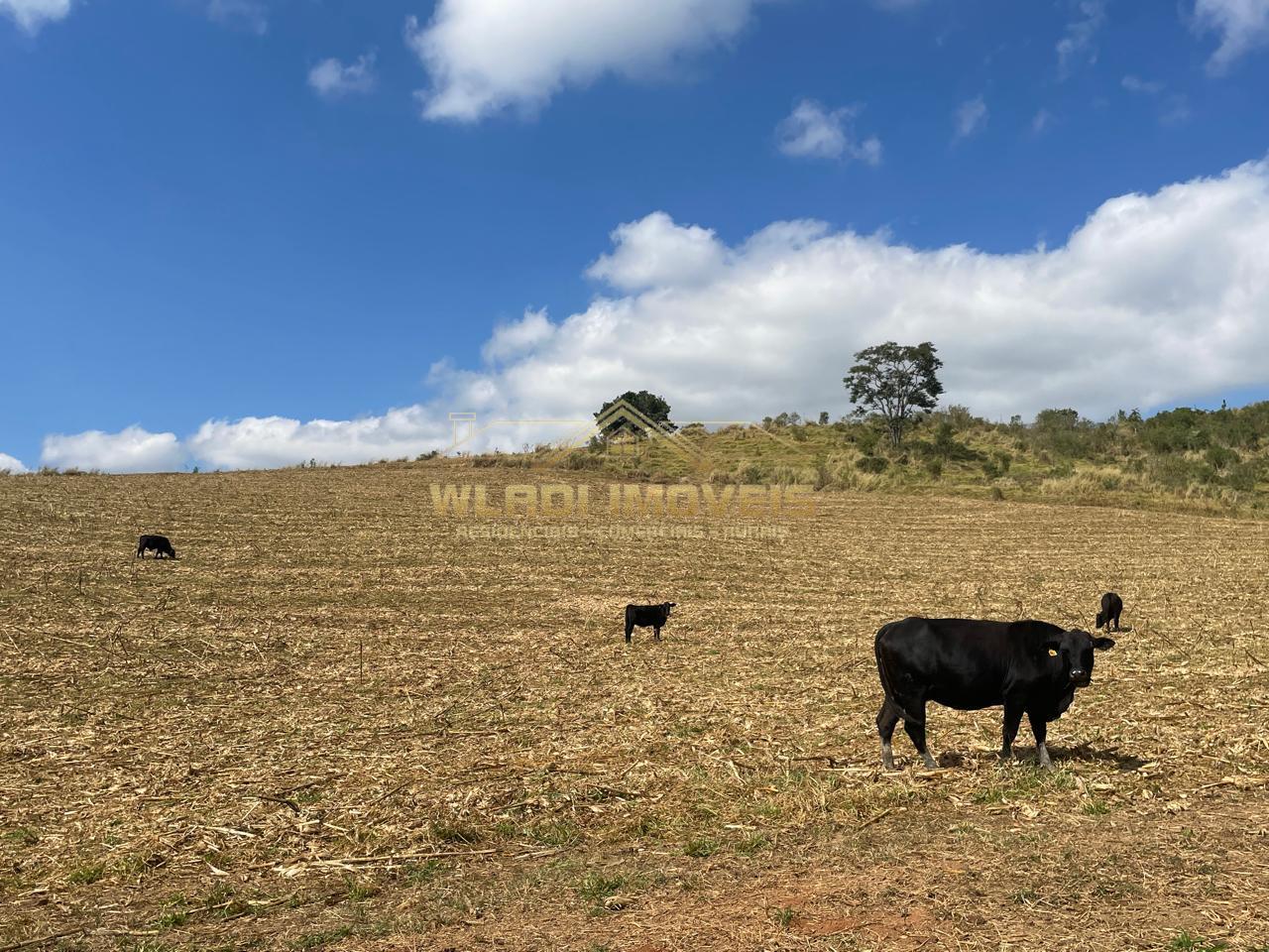 Fazenda à venda, 220m² - Foto 29