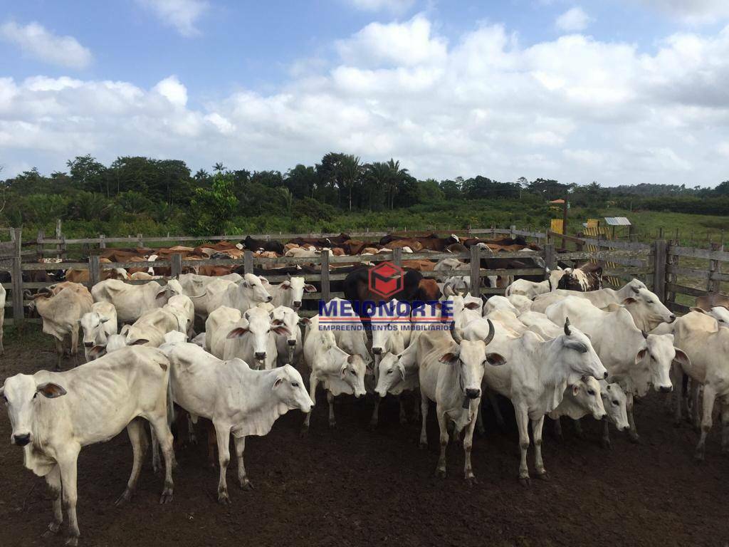 Fazenda à venda com 5 quartos, 8060000M2 - Foto 1