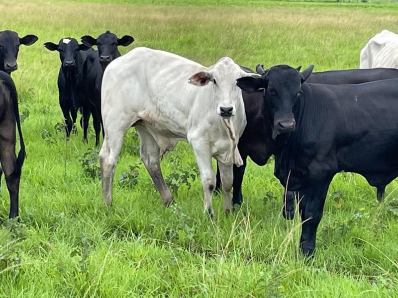 Fazenda à venda, 17125m² - Foto 18