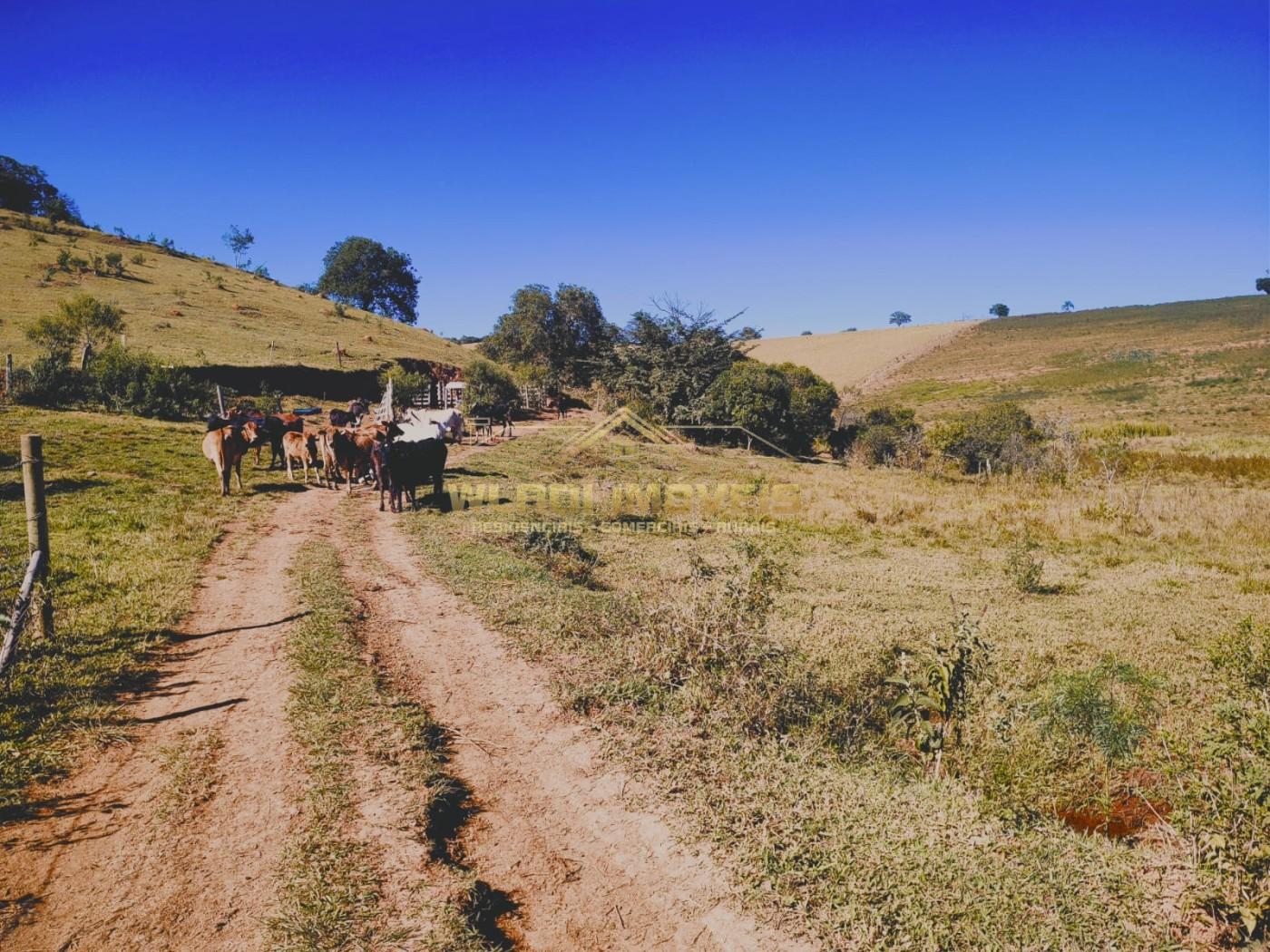 Terreno, 5 hectares - Foto 4