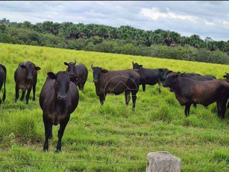 Fazenda-Sítio-Chácara, 17125 hectares - Foto 2