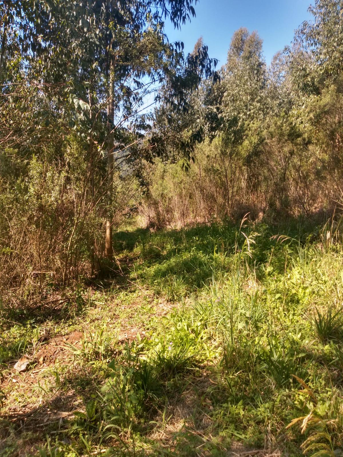 Sítio à venda com 1 quarto, 90m² - Foto 21