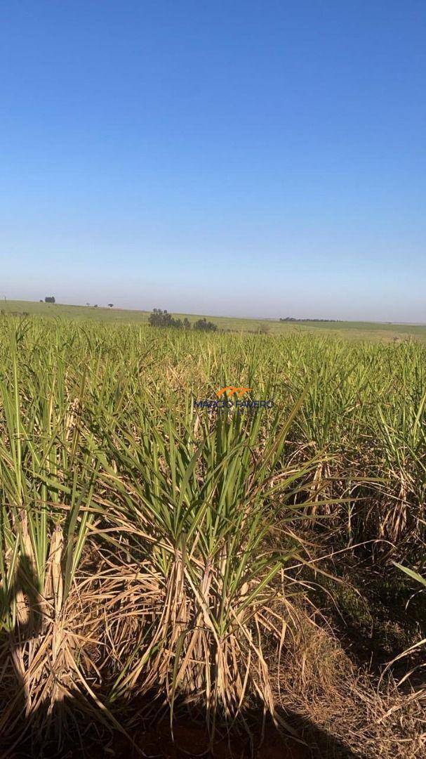 Fazenda, 893 hectares - Foto 3