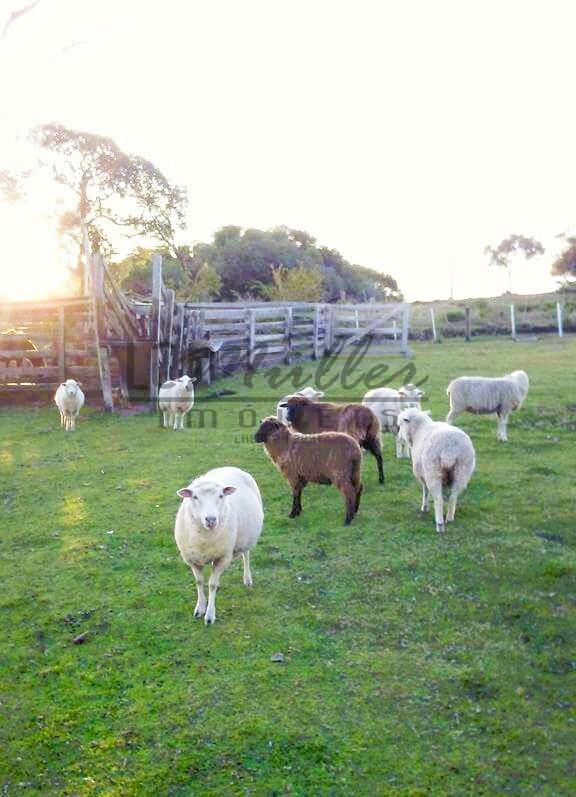 Chácara, 5 m² - Foto 3