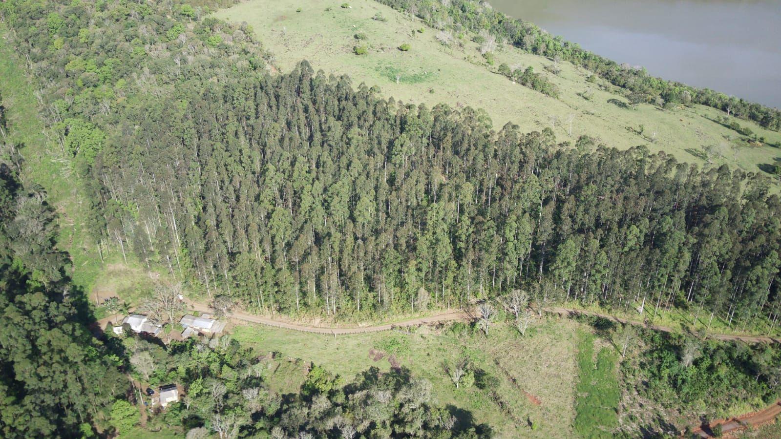 Terreno, 4 hectares - Foto 3