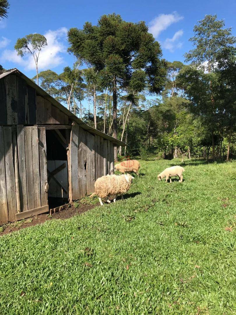 Sítio à venda com 3 quartos, 17000M2 - Foto 10