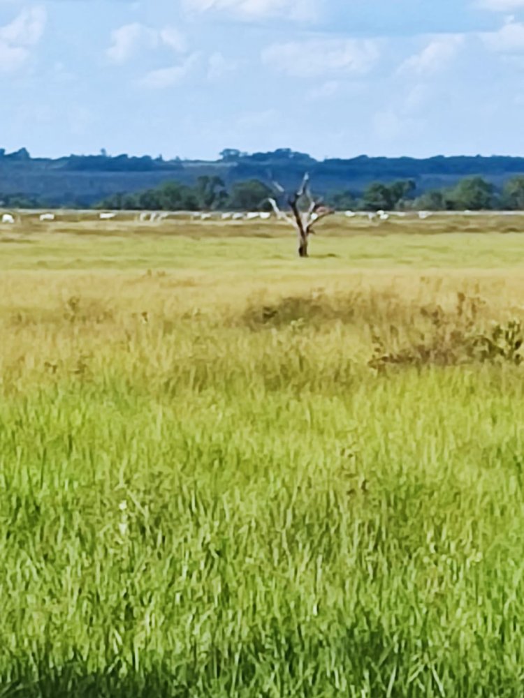 Fazenda à venda, 537m² - Foto 2