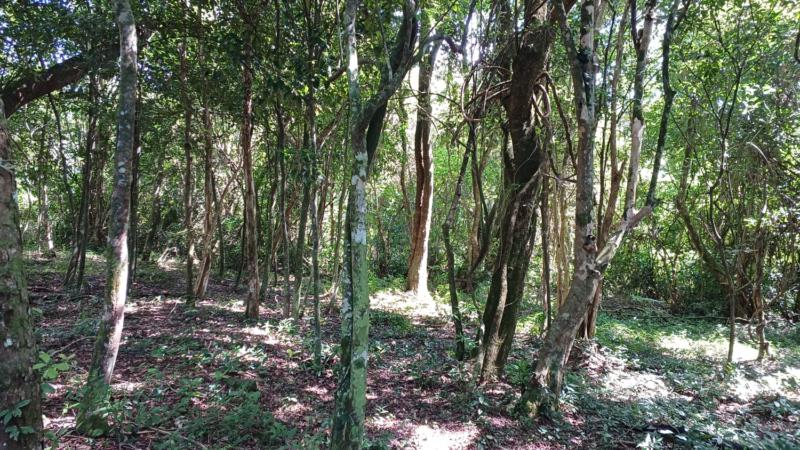 Sítio à venda com 1 quarto, 20000m² - Foto 3