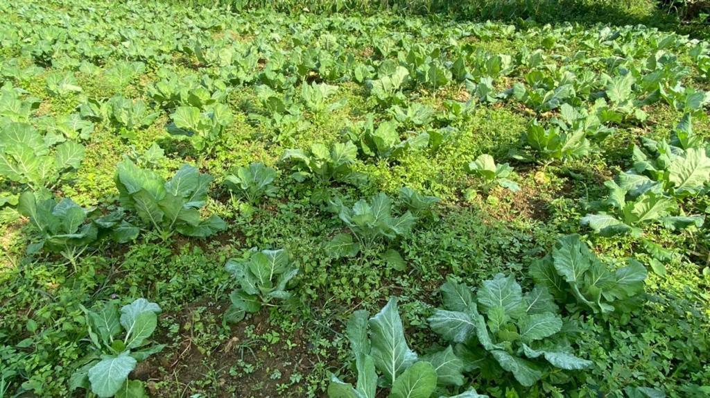 Fazenda à venda com 3 quartos, 12000m² - Foto 59