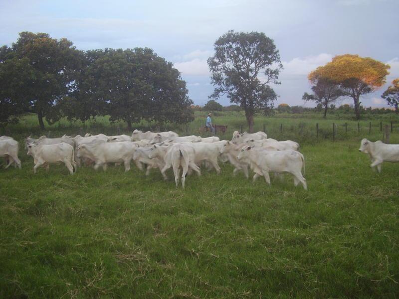 Fazenda à venda - Foto 16