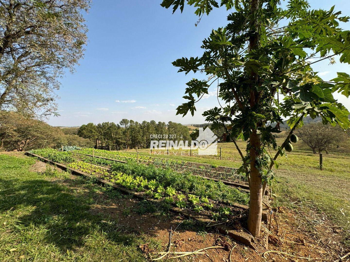 Haras e Área Rural Padrão à venda com 8 quartos, 5000m² - Foto 84