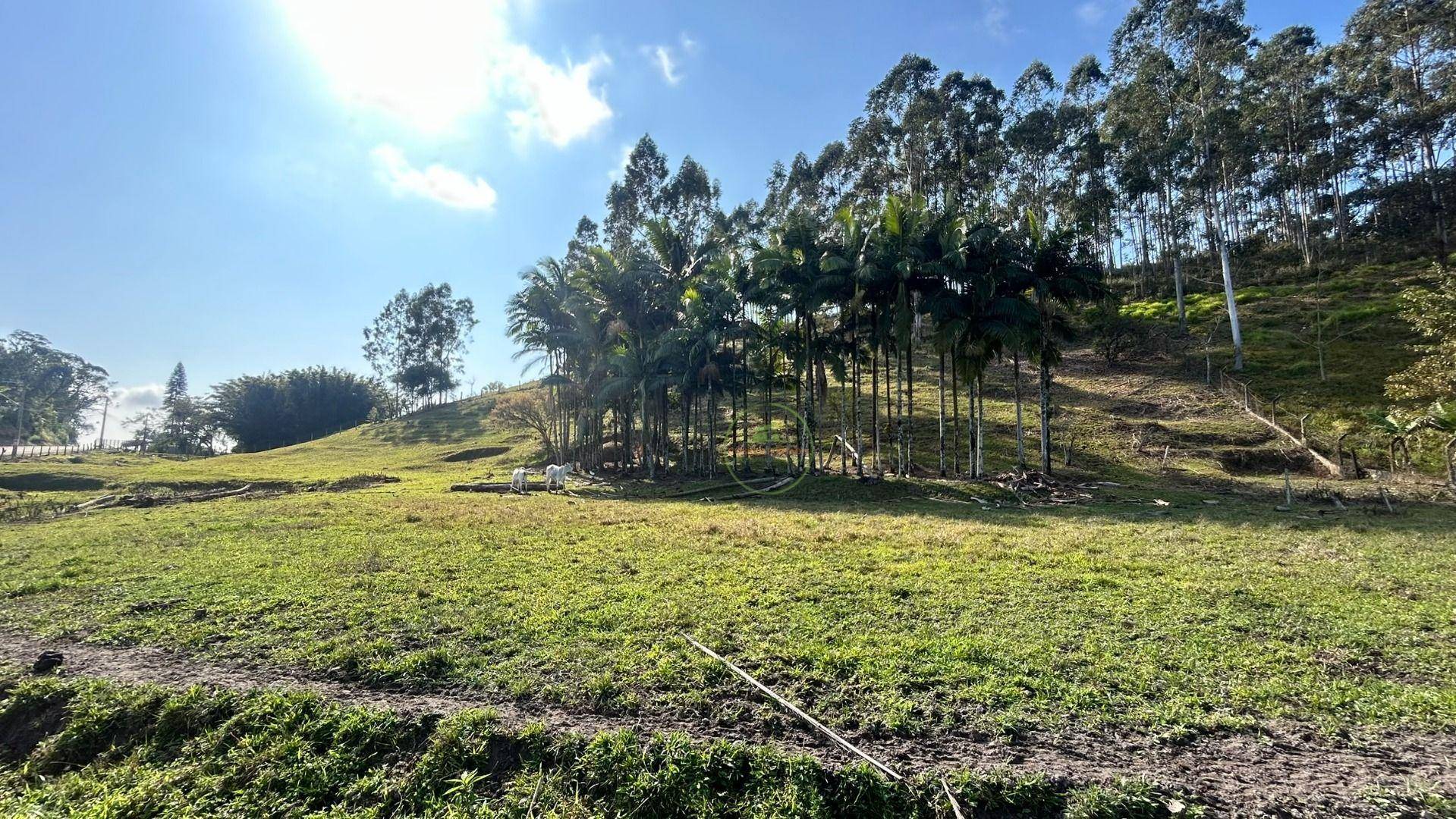 Sítio, 10000 m² - Foto 23