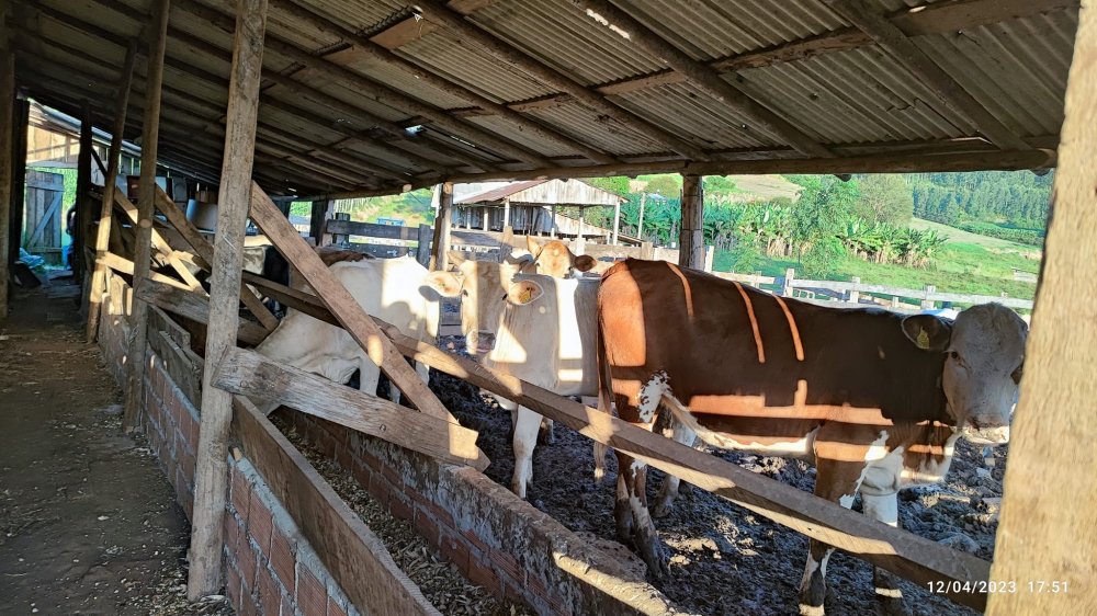 Fazenda, 24 hectares - Foto 11