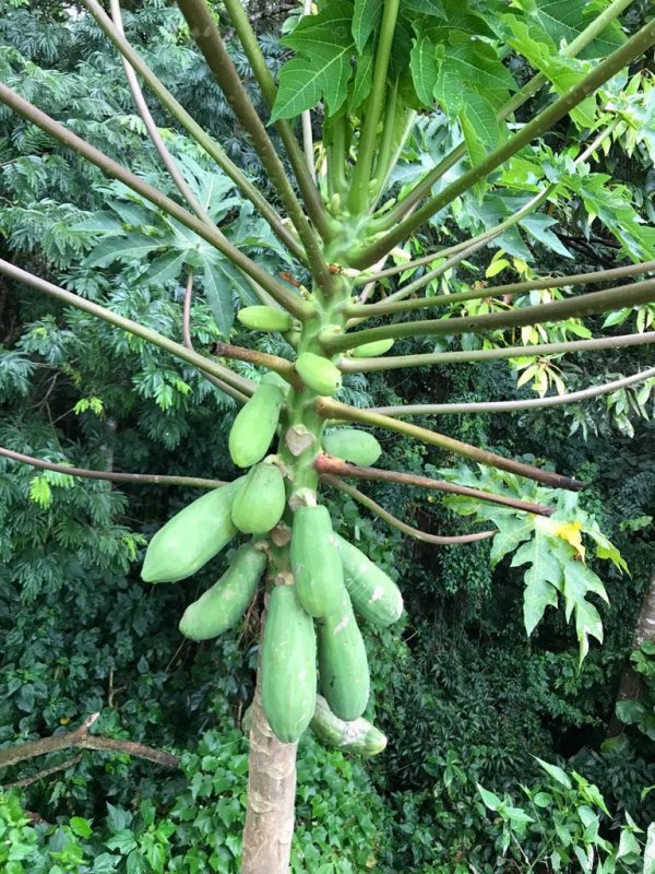 Fazenda à venda, 5000m² - Foto 37