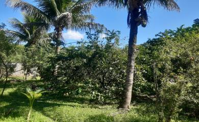 Fazenda à venda com 2 quartos, 1800m² - Foto 4