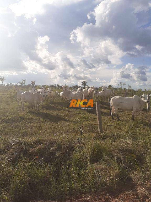 Fazenda à venda, 6500000M2 - Foto 10