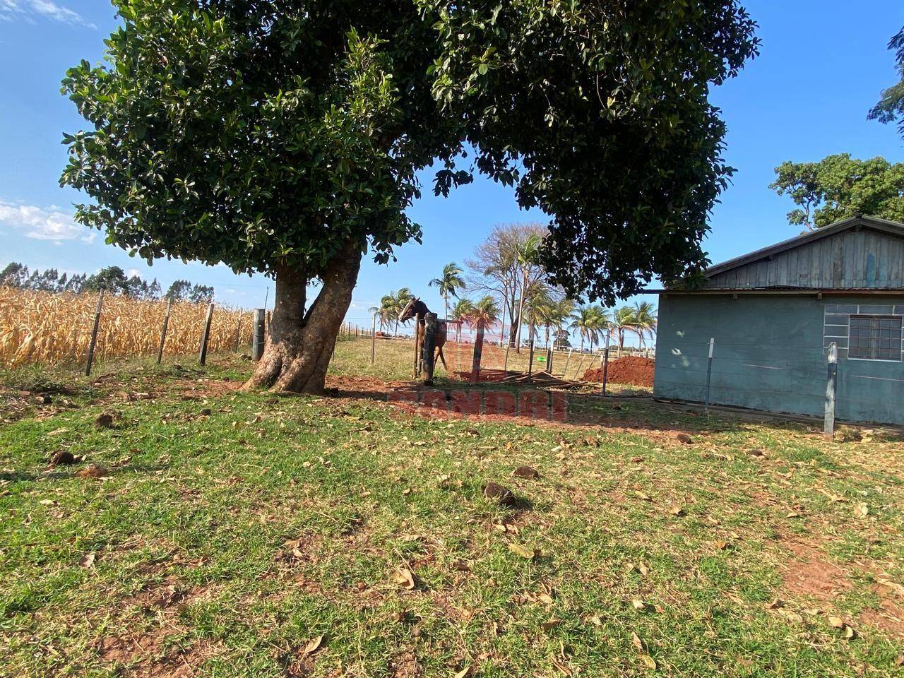 Sítio, 2 hectares - Foto 6