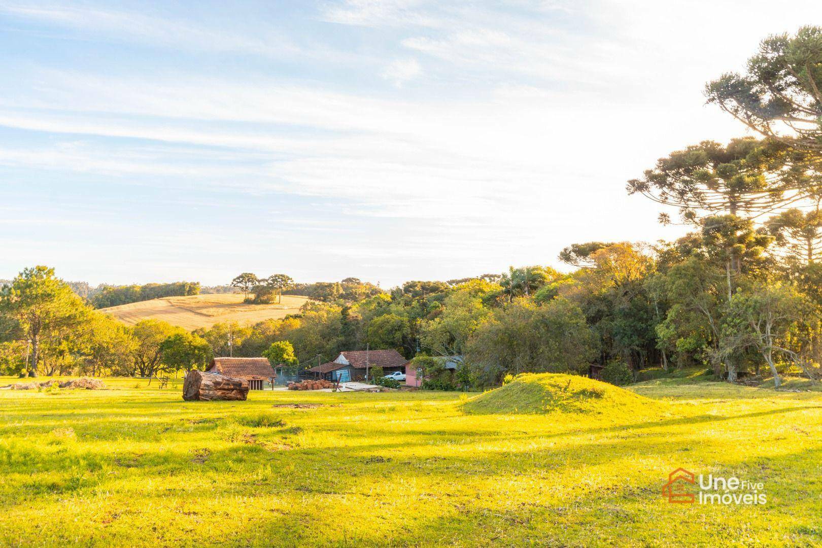 Chácara, 14 hectares - Foto 3