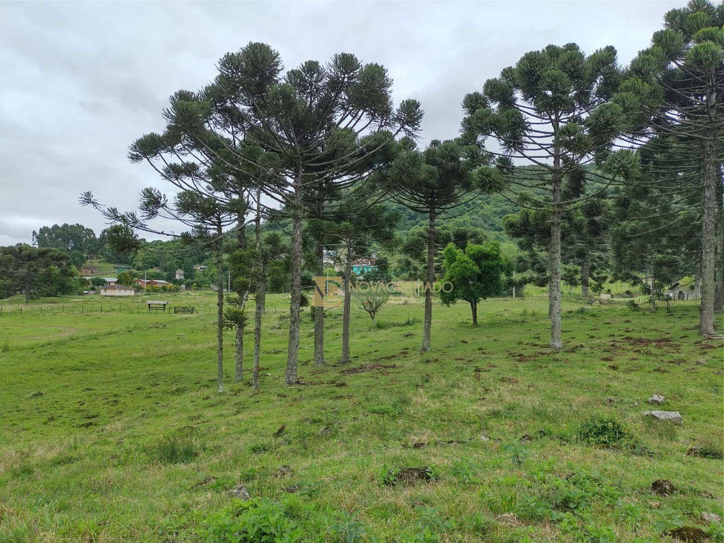 Sítio, 3 quartos, 4 hectares - Foto 32