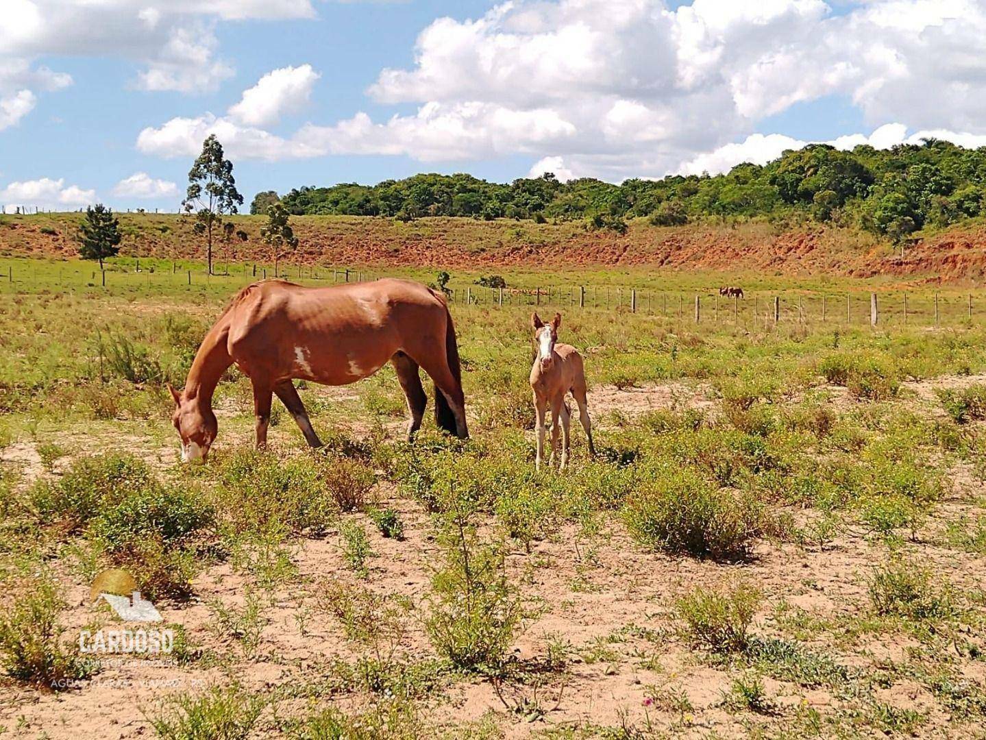 Fazenda à venda, 3160000M2 - Foto 13