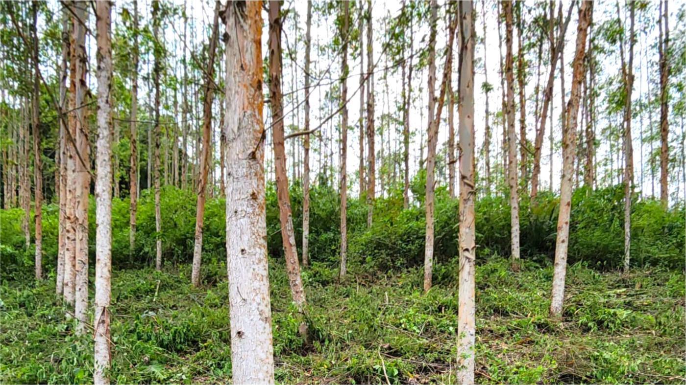 Fazenda à venda, 1564600m² - Foto 6