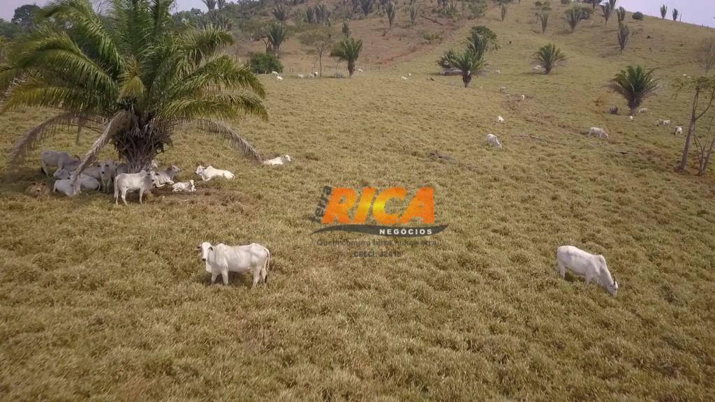 Fazenda-Sítio-Chácara, 671 hectares - Foto 4