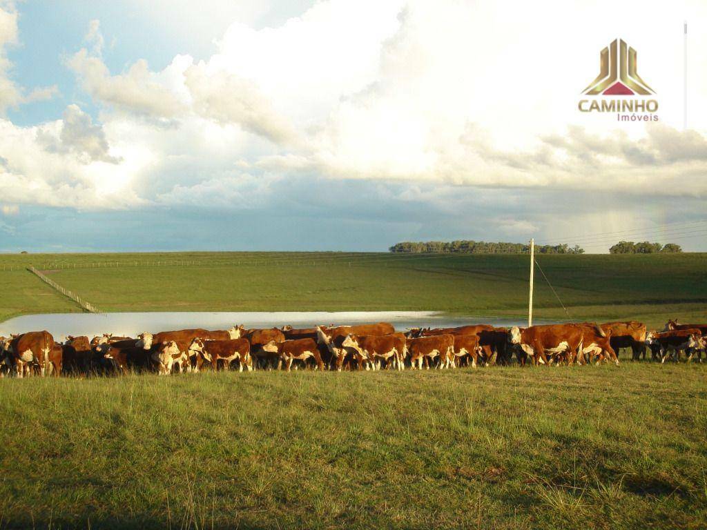 Fazenda à venda com 5 quartos, 33455000M2 - Foto 67