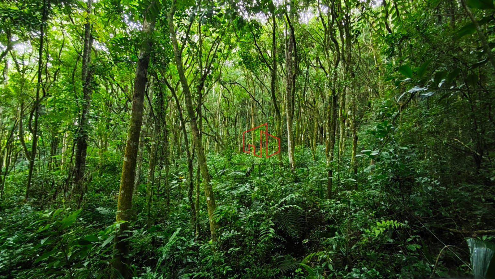 Sítio, 1 hectares - Foto 5