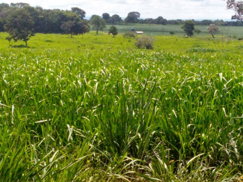 Fazenda à venda, 4007m² - Foto 9