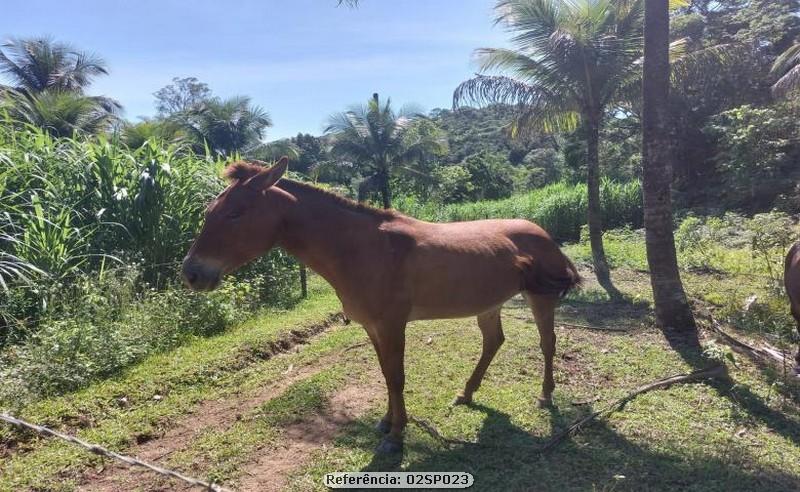 Fazenda à venda com 2 quartos, 110000m² - Foto 5