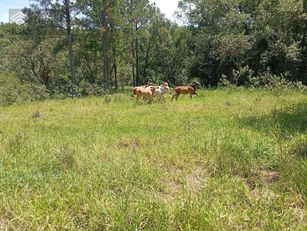 Terreno, 4 hectares - Foto 17