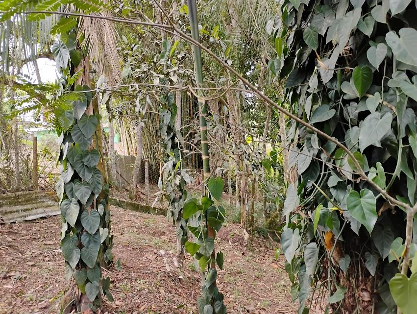 Fazenda à venda com 2 quartos, 2300m² - Foto 30