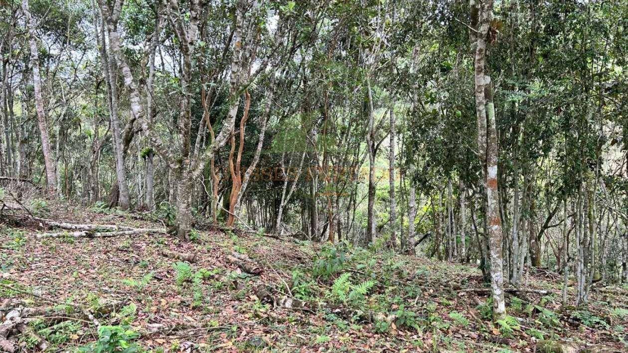 Terreno, 10000 m² - Foto 8