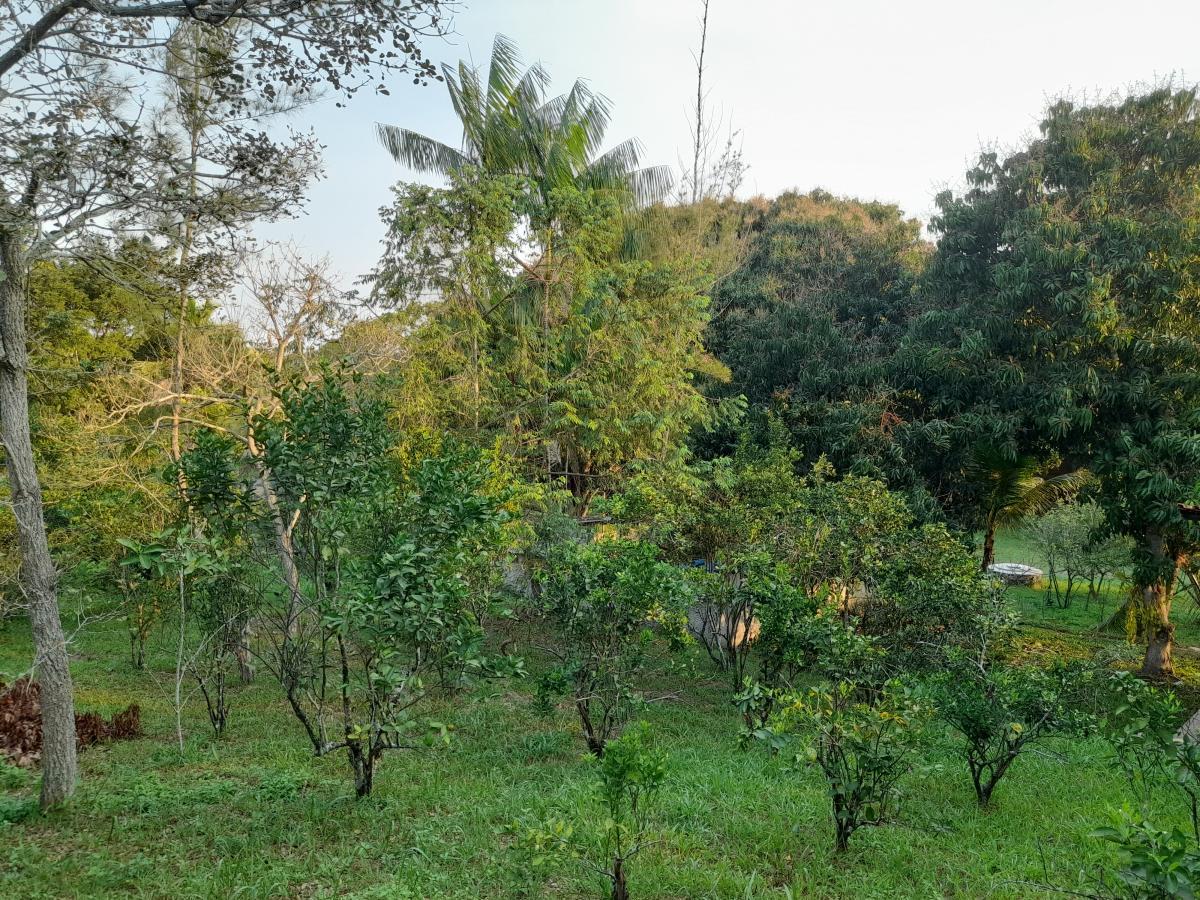 Chácara à venda com 2 quartos, 4000m² - Foto 20
