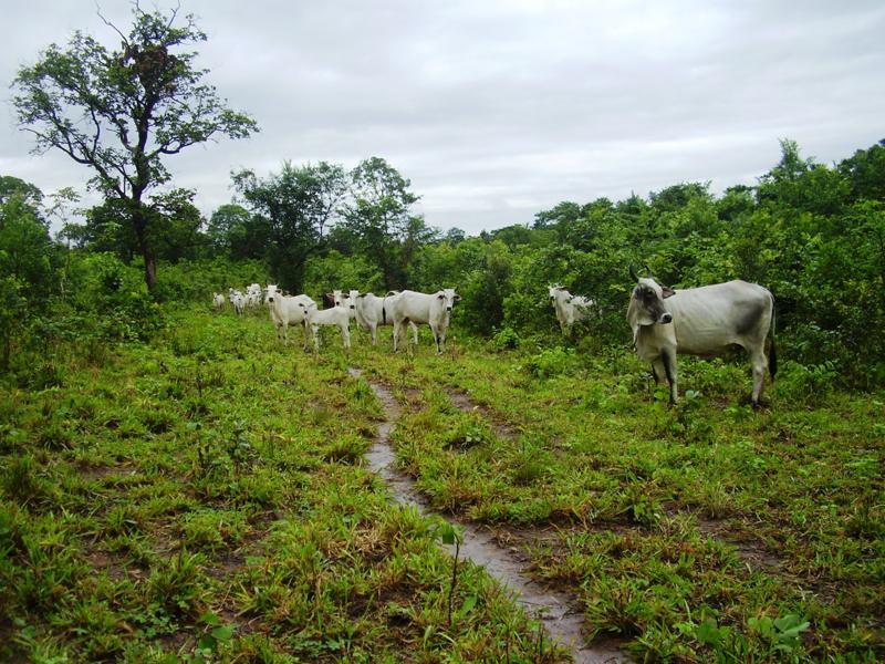 Chácara à venda - Foto 8