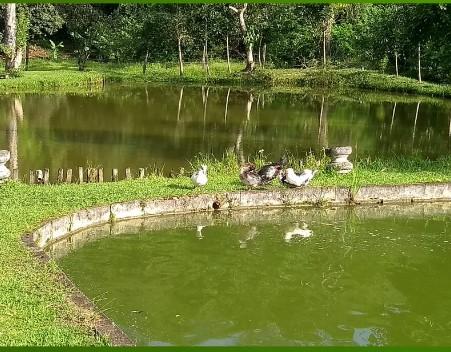 Fazenda à venda com 5 quartos, 24000m² - Foto 11