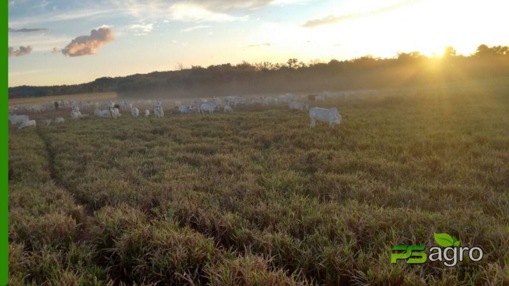 Fazenda à venda, 190000000M2 - Foto 12