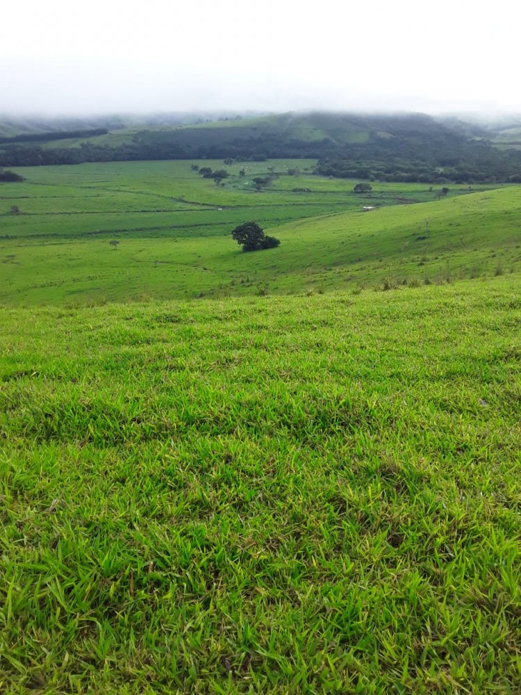 Fazenda, 178 hectares - Foto 26