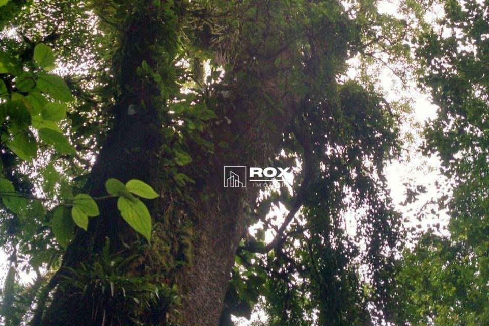 Terreno, 478 hectares - Foto 5