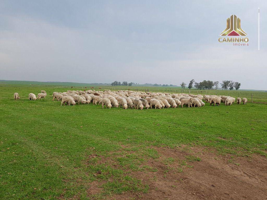 Fazenda à venda com 5 quartos, 33455000M2 - Foto 50