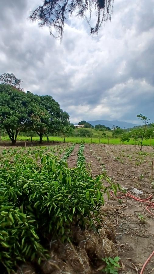 Fazenda à venda com 2 quartos, 31000m² - Foto 21