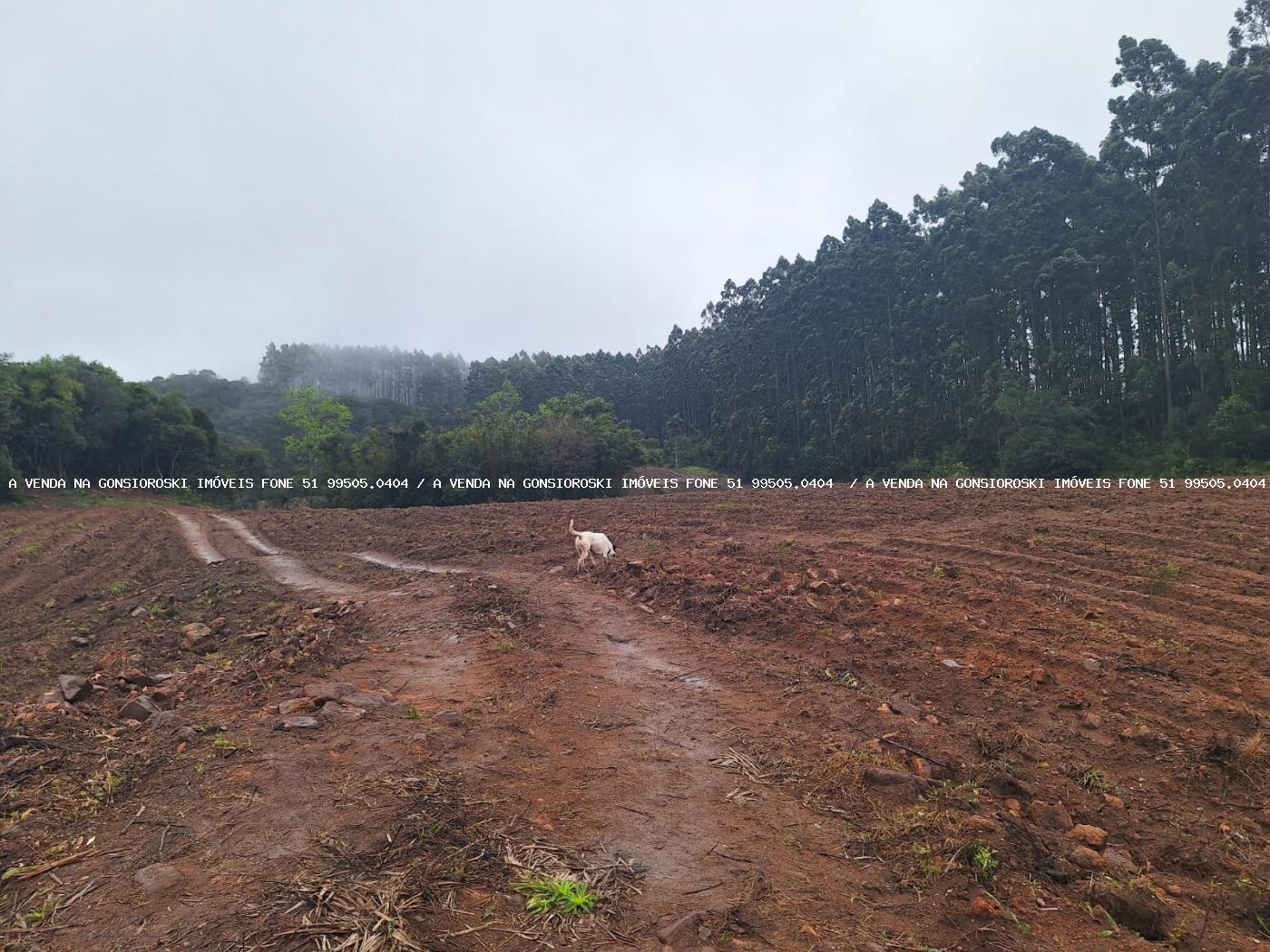 Sítio à venda com 2 quartos, 141000m² - Foto 27