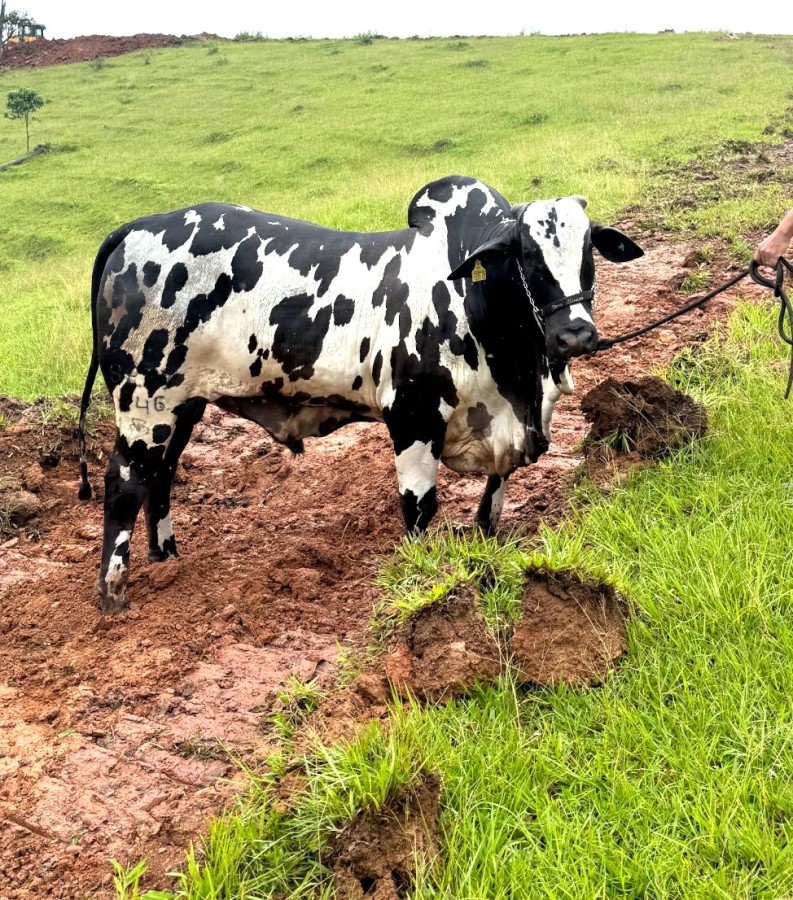 Fazenda à venda com 4 quartos, 261000m² - Foto 2