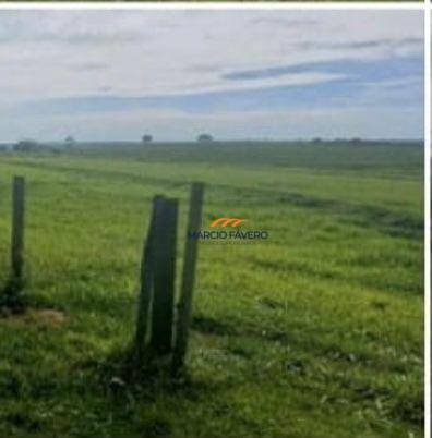 Fazenda, 315 hectares - Foto 3