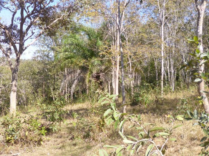 Fazenda à venda - Foto 16
