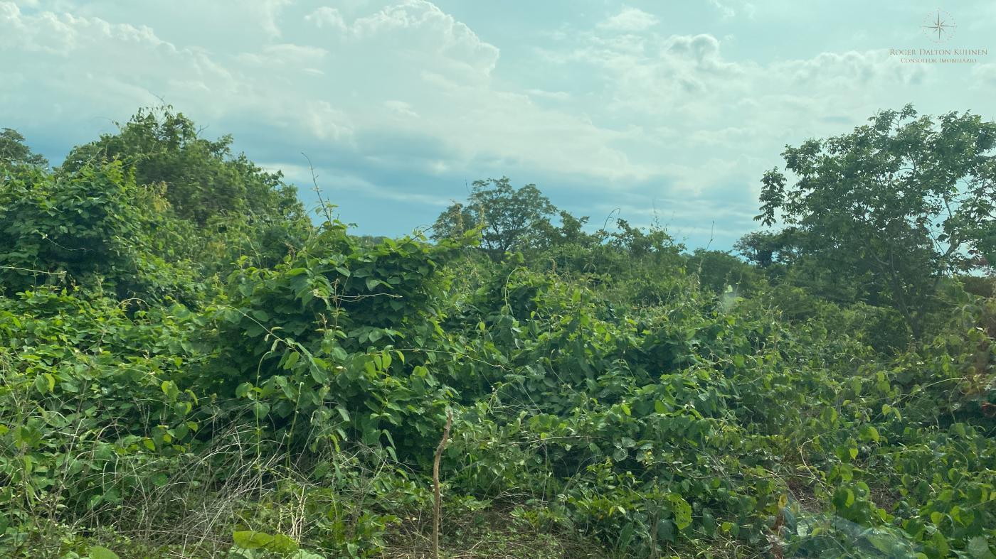 Fazenda-Sítio-Chácara, 580 hectares - Foto 5