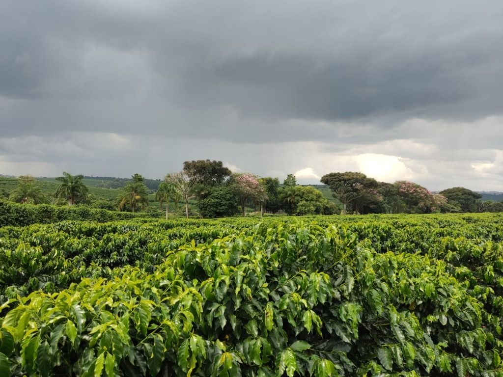 Fazenda à venda com 2 quartos, 3388000m² - Foto 2